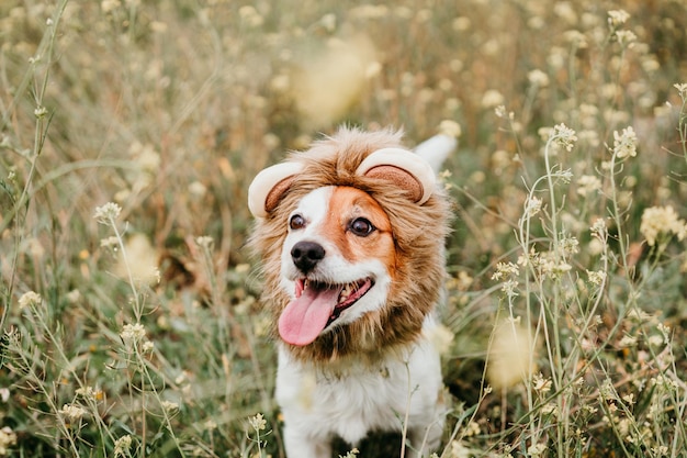 Lindo perro Jack Russell con un disfraz de león en la cabeza perro feliz en la naturaleza en el prado de flores amarillas