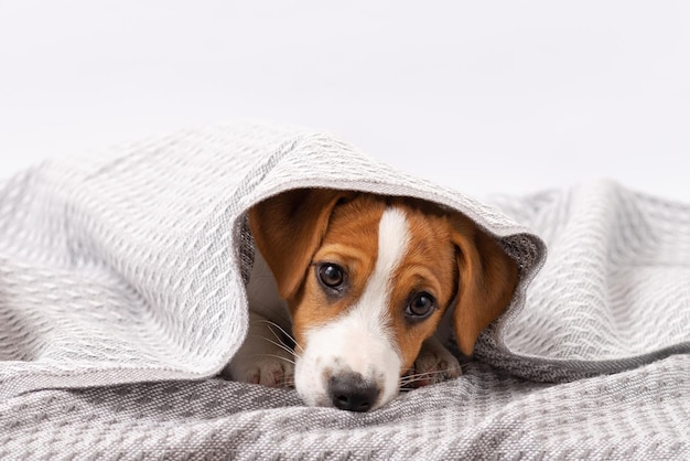 Lindo perro jack russell terrier se encuentra bajo una manta gris sobre un fondo blanco.