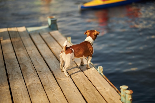 Lindo perro jack russell terrier Jack russell terrier en el muelle