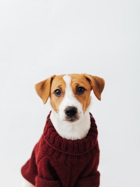 Lindo perro jack russell terrier en un suéter rojo mira a la cámara sobre un fondo blanco