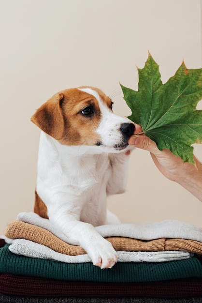 Lindo perro jack russell terrier yace sobre una pila de suéteres y mira la hoja de otoño