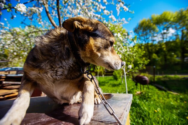 Lindo perro en el jardín