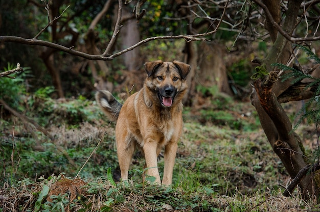 Lindo perro jengibre marrón con lengua afuera en el bosque verde