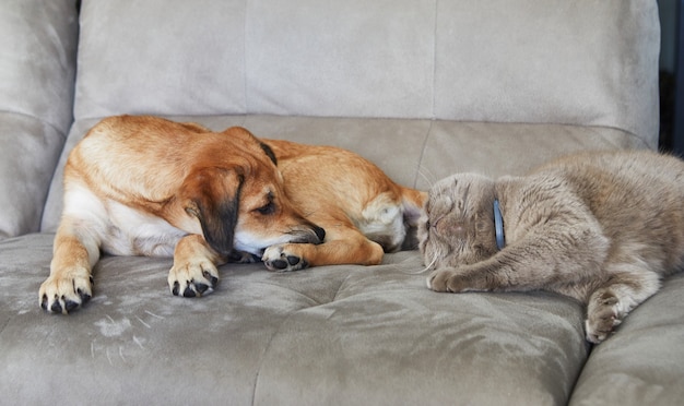 Lindo perro jengibre con orejas colgantes se sienta en el sofá junto a un gato británico.