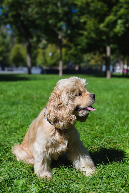 Lindo perro joven tumbado en la hierba