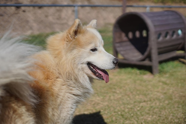 Foto lindo perro jugando en un parque para perros sacando la lengua