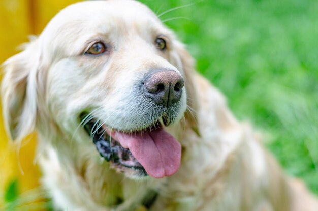 Un lindo perro labrador beige está sentado en la hierba verde en el parque Animales divertidos