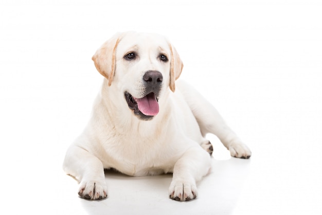 Lindo perro labrador retriever blanco