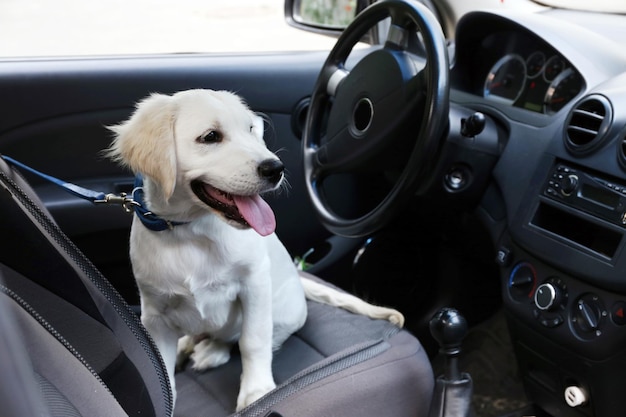 Lindo perro labrador retriever en coche