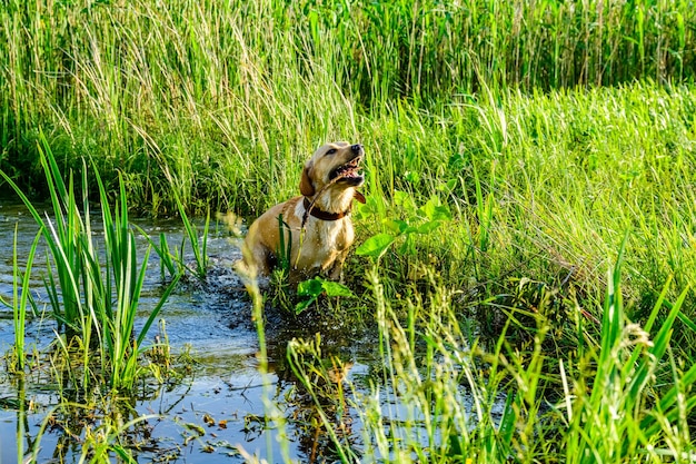 Lindo perro labrador retriever joven en el pantano