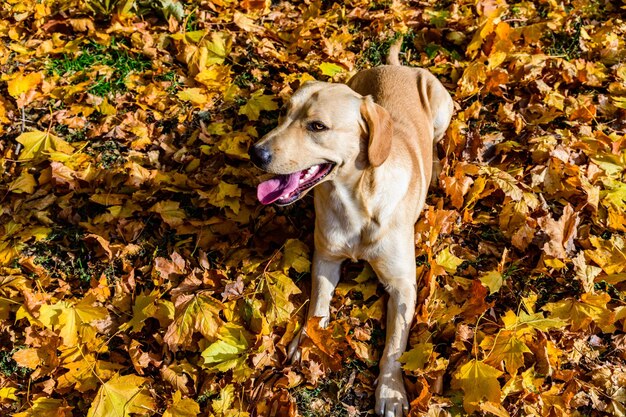 Lindo perro labrador retriever joven en un parque en otoño