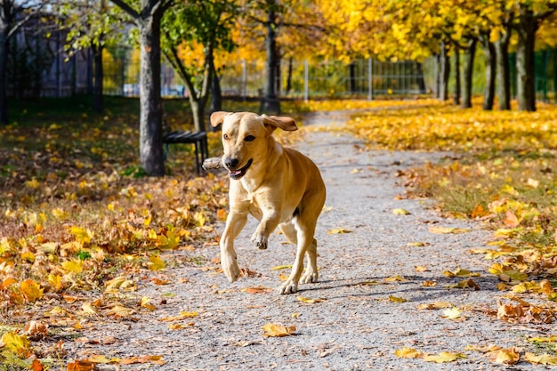 Lindo perro labrador retriever joven en un parque en otoño