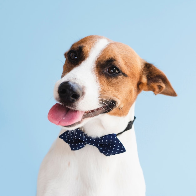 Foto lindo perro con lengua y arco