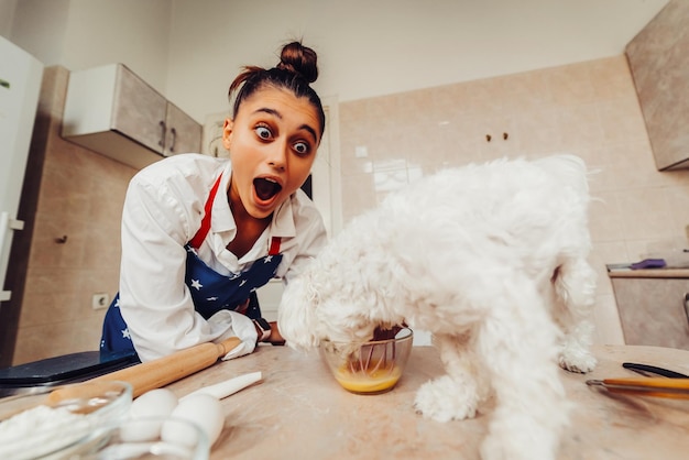 Foto lindo perro maltés blanco olfateando comida en la mesa