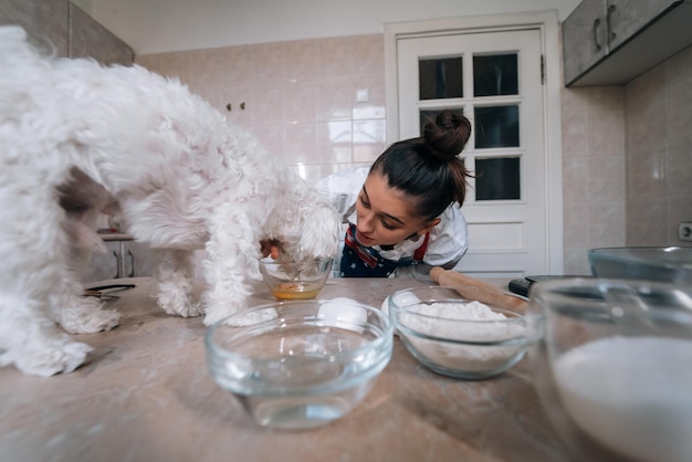 Lindo perro maltés blanco olfateando comida en la mesa