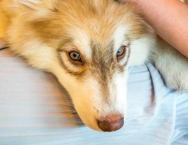 Lindo perro con mano conmovedora