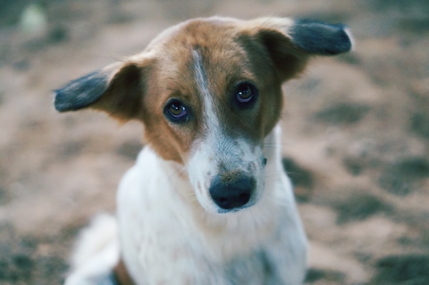 Lindo perro marrón y blanco