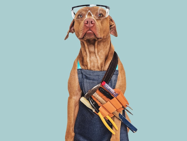 Lindo perro marrón delantal martillo y gafas protectoras Primer interior Foto de estudio Felicitaciones por familiares familiares seres queridos amigos y colegas Concepto de cuidado de mascotas