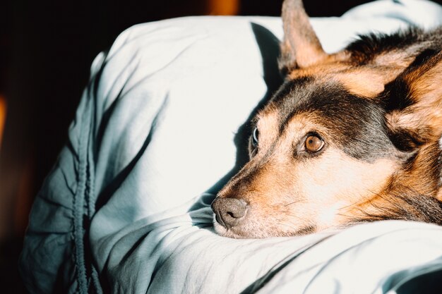 Lindo perro marrón y negro descansando en un sofá