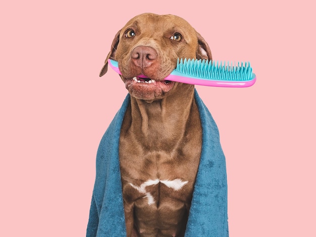 Foto lindo perro marrón toalla azul y cepillo para el cabello cerrar en el interior foto de estudio fondo aislado el concepto de educación de cuidado entrenamiento de obediencia y educación de mascotas