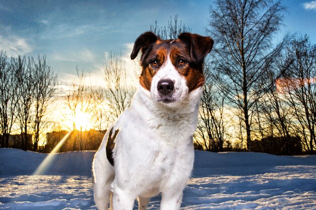Lindo perro mestizo a caminar en la nieve en Winter Park