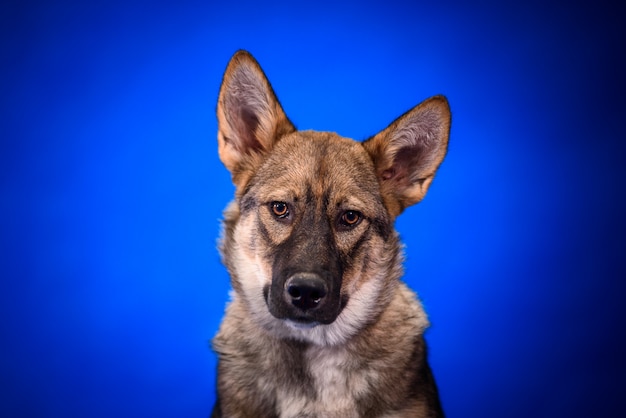 Foto lindo perro mestizo. retrato.