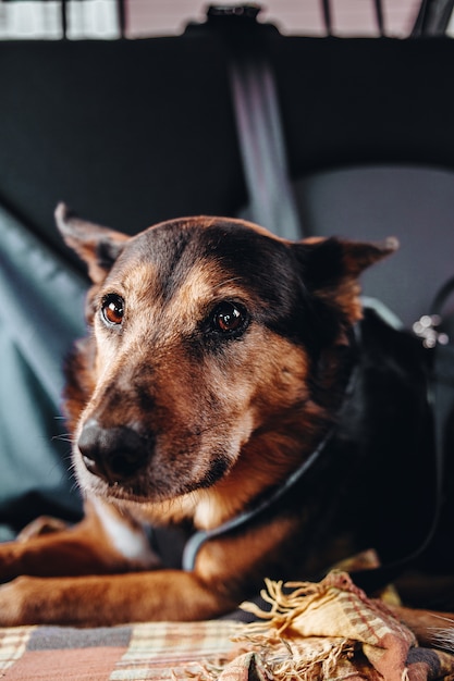 Un lindo perro mirando a la cámara