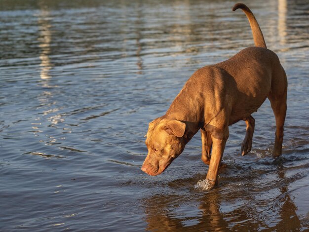 Lindo perro nadando en el río en un día claro y soleado Primer plano al aire libre Luz del día Concepto de cuidado educación obediencia entrenamiento y crianza de mascotas