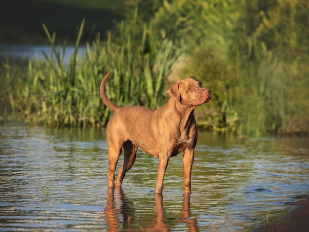 Lindo perro nadando en el río en un día claro y soleado Primer plano al aire libre Luz del día Concepto de cuidado educación obediencia entrenamiento y crianza de mascotas