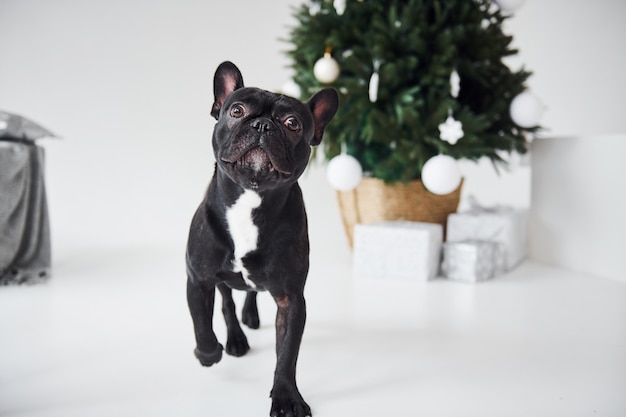 Lindo perro negro en el interior cerca del árbol verde de año nuevo con cajas de regalo.