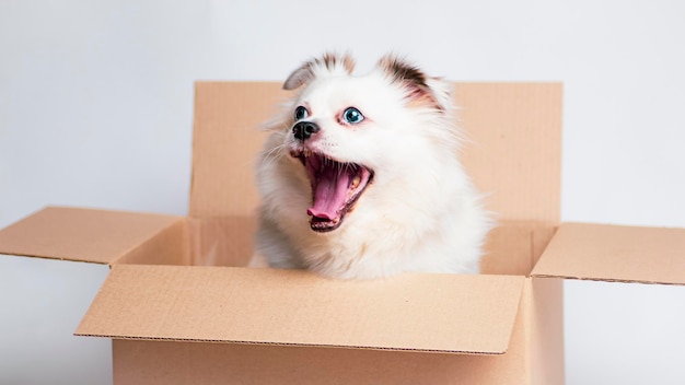 Lindo perro con ojos azules en caja de cartón Perro blanco en caja de cartón sobre fondo blanco El concepto de mudanza y entrega