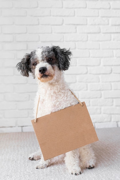 Foto lindo perro con pancarta de cartón