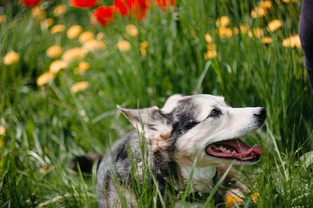 lindo perro en un paseo por el césped natural con flores amarillas