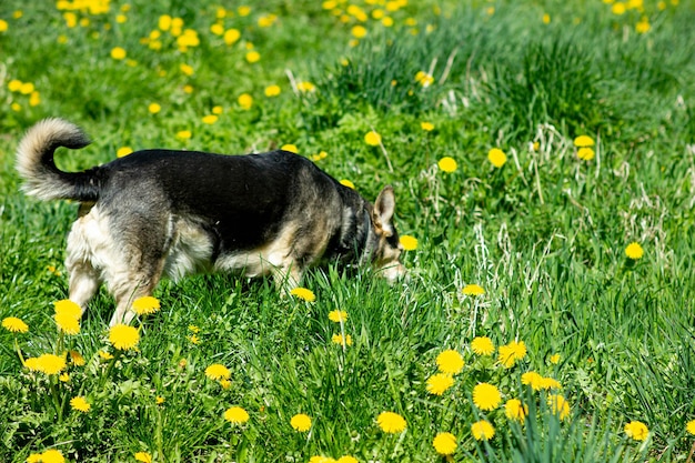 lindo perro en un paseo de flores en verano