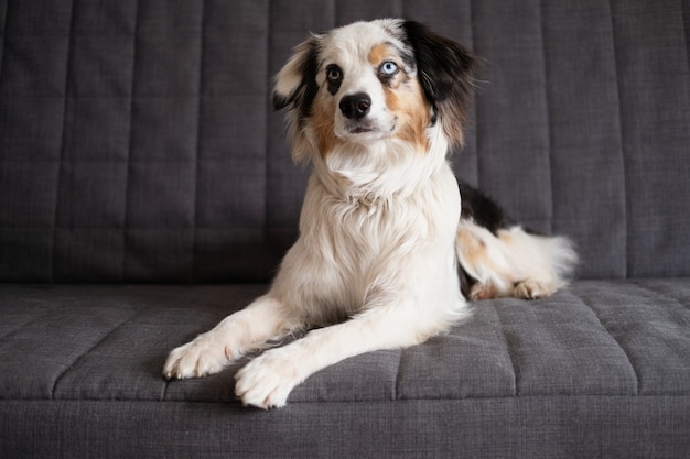 Lindo perro pastor australiano blue merle acostado en el sofá