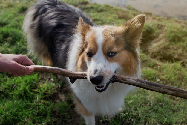 Foto lindo perro pastor australiano jugando con un palo en el parque al aire libre