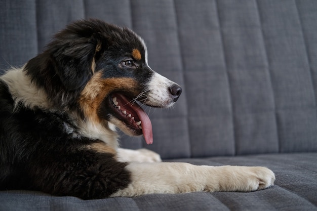 Lindo perro pastor australiano de tres colores se encuentran en el sofá. Vista lateral. Precioso miembro de la familia perro pequeño en casa. La mascota se calienta en el frío invierno. Concepto de cuidado y amigable para mascotas.