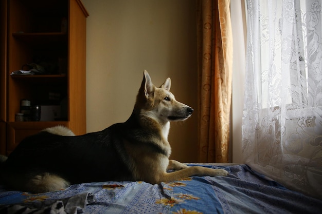 Lindo perro pastor mirando por la ventana dentro de la casa