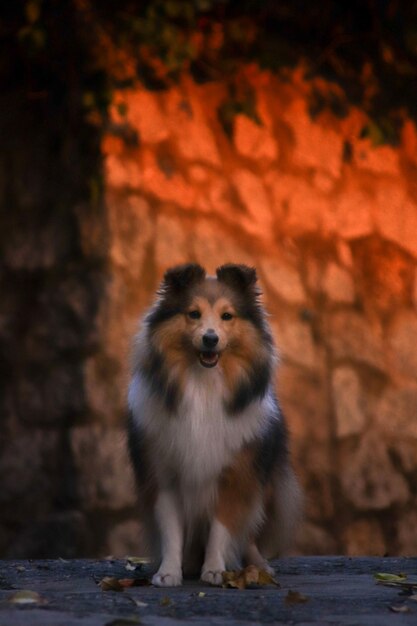 Foto lindo perro pastor shetland esponjoso