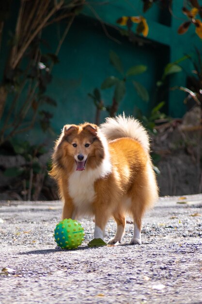 Foto lindo perro pastor shetland esponjoso