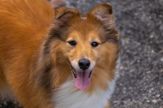 Lindo perro pastor shetland esponjoso