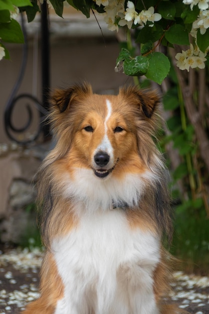 Foto lindo perro pastor shetland rojo