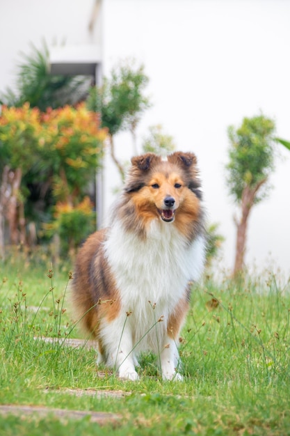 Foto lindo perro pastor de shetland sable