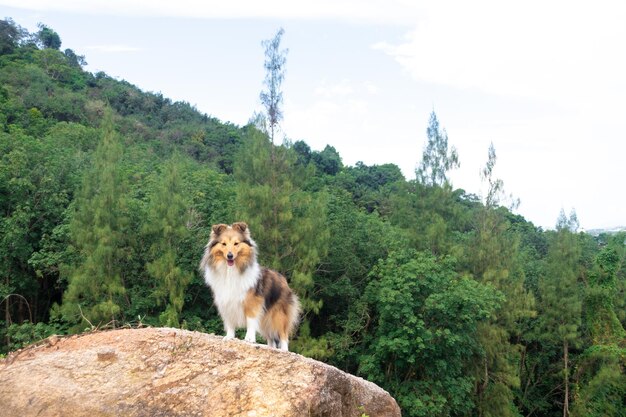 Foto lindo perro pastor de shetland sable