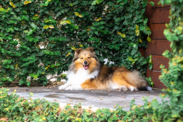 Foto lindo perro pastor de shetland sable