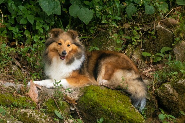 Foto lindo perro pastor de shetland sable