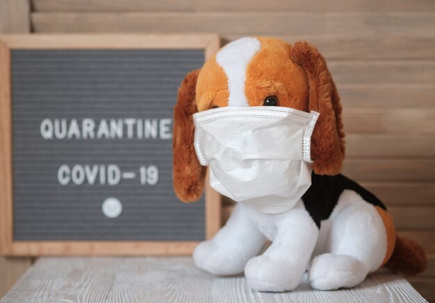 Lindo perro de peluche Beagle con una máscara médica sobre un cartel con el texto de cuarentena covid-19. anticoncepción de la lucha contra el coronavirus