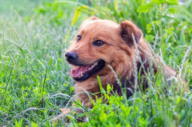 Lindo perro peludo con la boca abierta tirado en la hierba verde