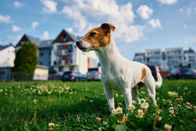 Lindo perro pequeño en el césped con hierba verde cerca de la casa en el día de verano Mascota activa al aire libre Lindo retrato de Jack Russell terrier