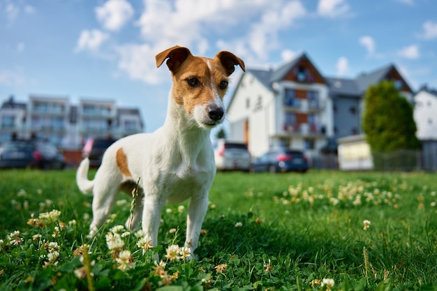 Lindo perro pequeño en el césped con hierba verde cerca de la casa en el día de verano